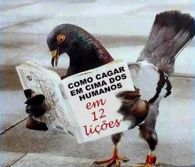 Estudo revela que Pombos podem ser treinados para entender palavras Estudo revela que Pombos podem ser treinados para entender palavras