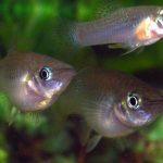 peixes dormem