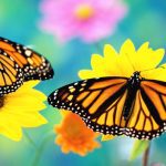 7 Tipos de Animais que passam por Metamorfose