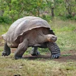Os 10 animais mais lentos do mundo