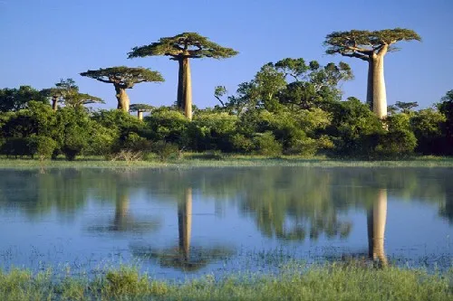 Top 10 florestas mais ameaçadas do mundo