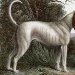 As 10 principais raças de cães extintas
