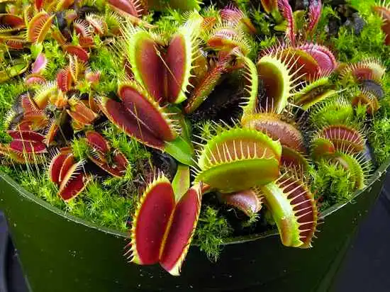 As 10 plantas carnívoras mais Perigosas
