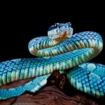 10 Curiosidades sobre cobras