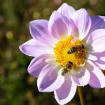 Como Atrair Abelhas pra sua Horta (5 DICAS)