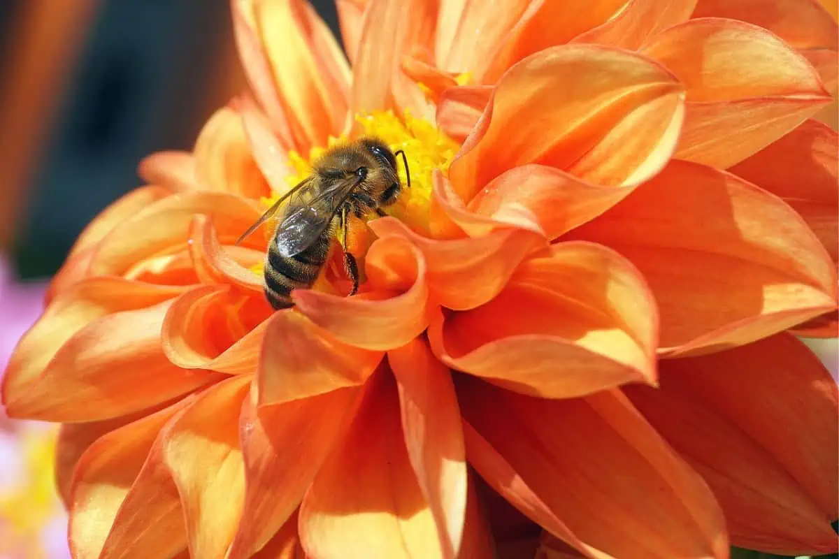 13 Exemplos de flores polinizadas por insetos