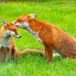 Conheça 11 dos Melhores Pais do Reino Animal