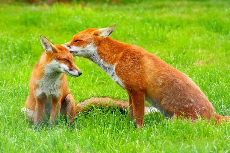 Conheça 11 dos Melhores Pais do Reino Animal