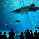 Os 10 aquários mais incríveis do mundo