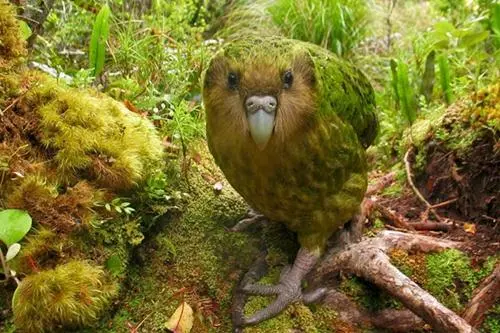 As 10 espécies ameaçadas de extinção mais famosas