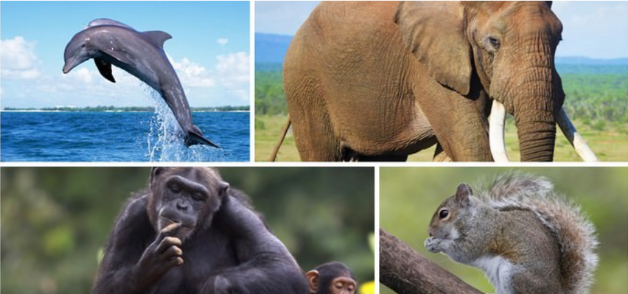 Os 10 animais mais inteligentes do nosso planeta
