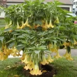 As 10 plantas mais venenosas da Terra