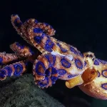 As 10 criaturas marinhas mais perigosas para os humanos