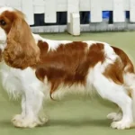 Os 10 cães ingleses mais adoráveis