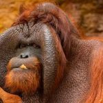 Os animais mais ameaçados do mundo