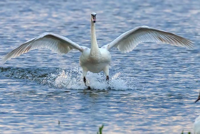 maiores aves do mundo