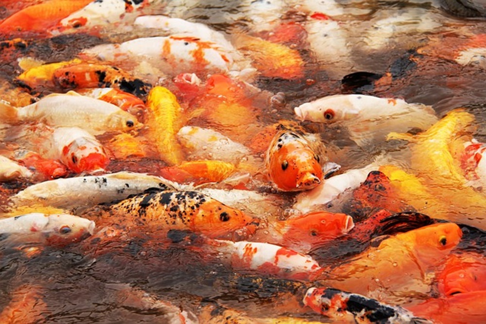 países maiores produtores de peixes