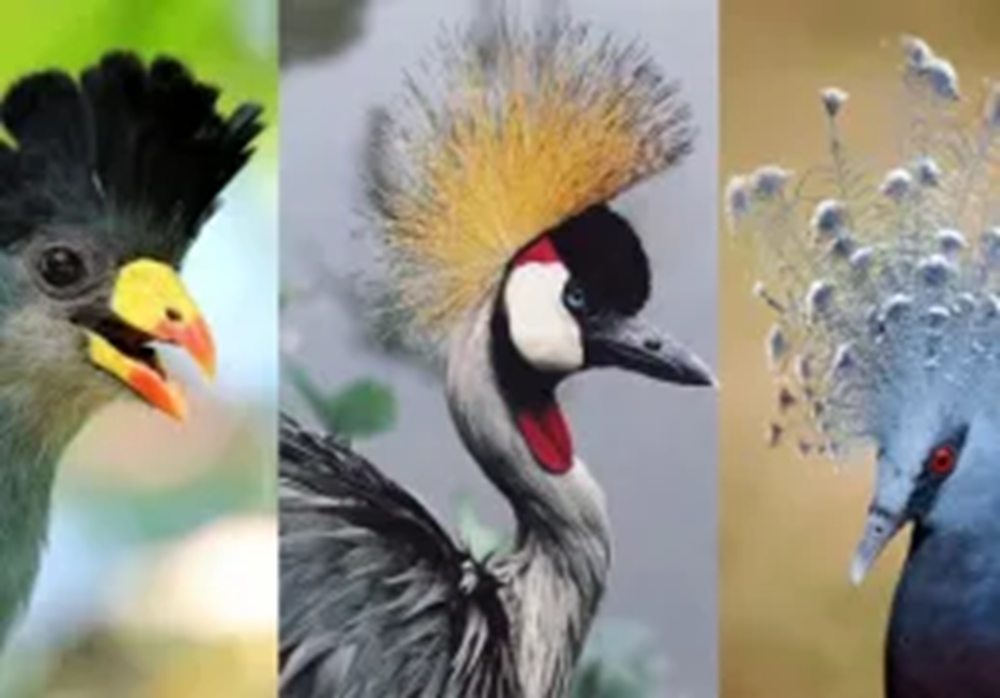 Os 10 pássaros mais lindamente coroados