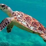 animais que estão à beira da extinção