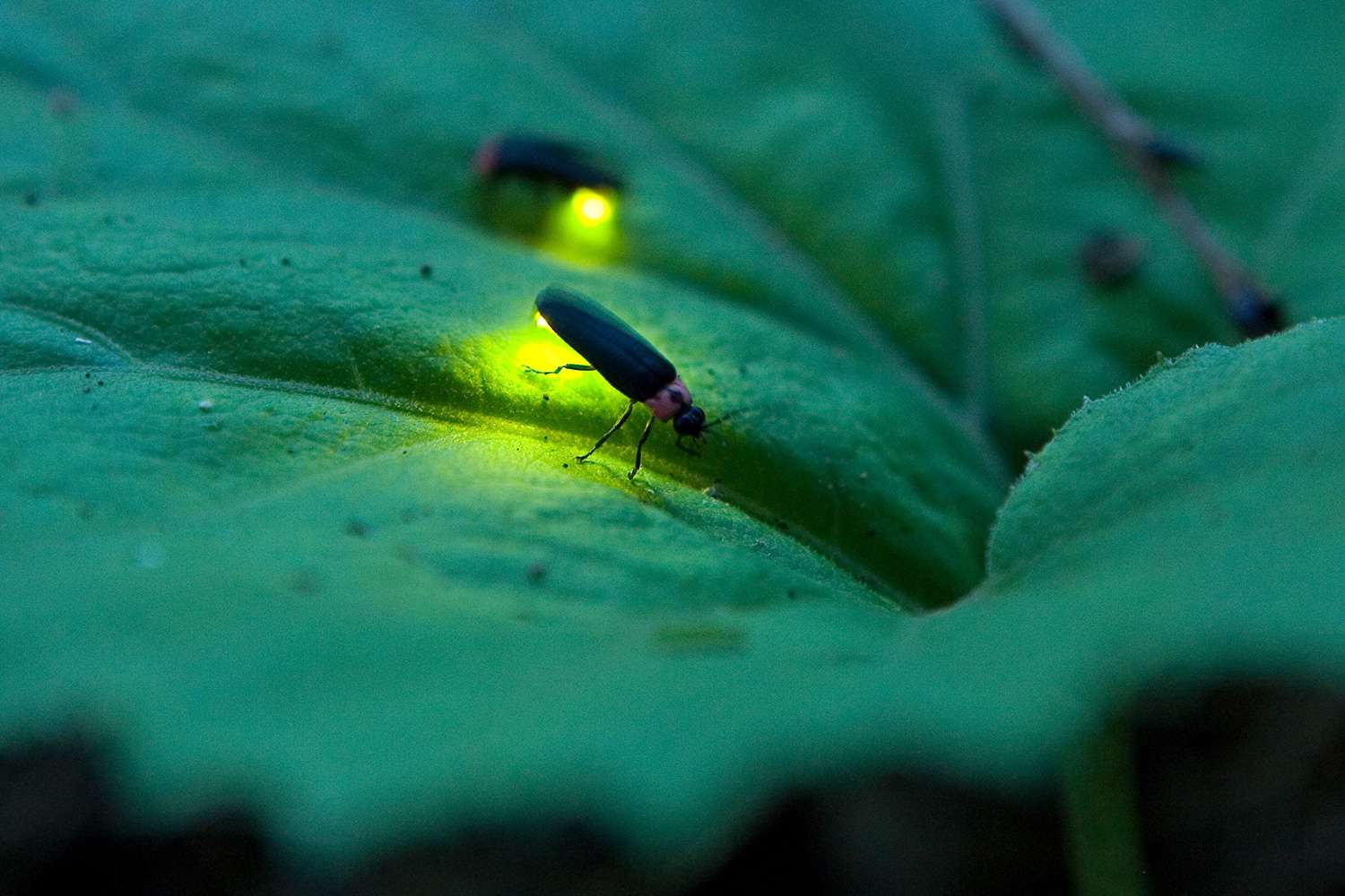 18 Curiosidades sobre vaga-lumes