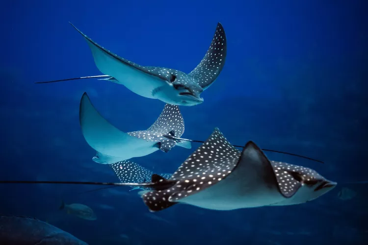 15 Curiosidades sobre a arraia
