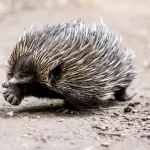 Quais são os 5 mamíferos que põem ovos?