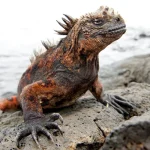 animais únicos das Ilhas Galápagos