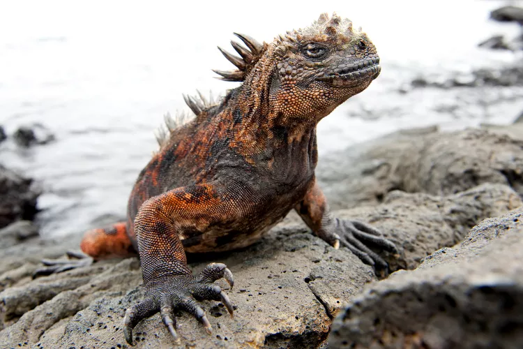 animais únicos das Ilhas Galápagos