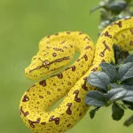 Espécies de cobras