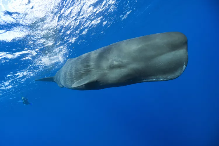 maiores criaturas marinhas vivas