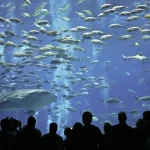 aquários mais impressionantes do Mundo