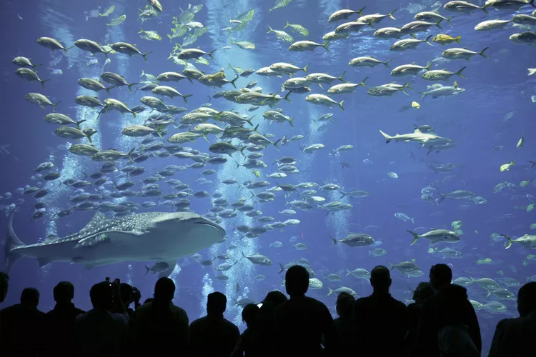 aquários mais impressionantes do Mundo