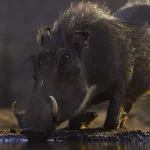 10 Curiosidades sobre o javali selvagem