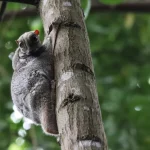 9 animais surpreendentes que voam