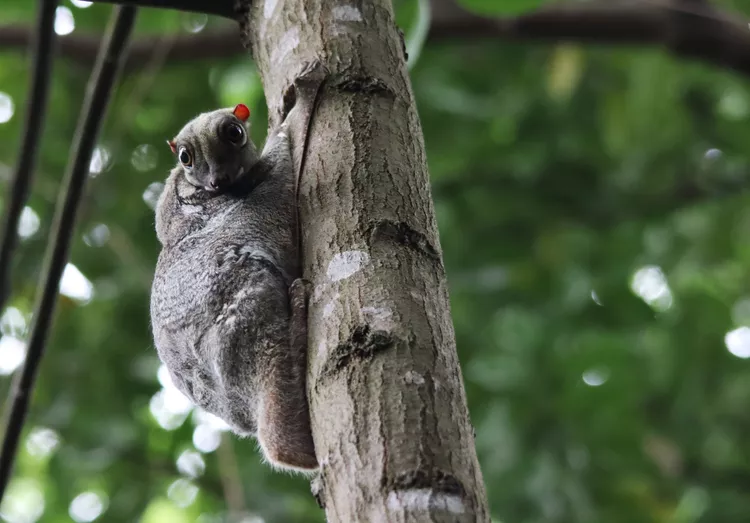 9 animais surpreendentes que voam