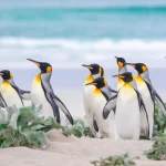 10 lugares onde os pinguins vivem na natureza