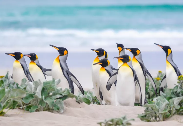 10 lugares onde os pinguins vivem na natureza