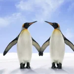 Curiosidades sobre pinguins