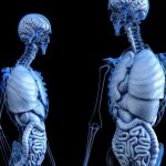 Curiosidades sobre o corpo humano