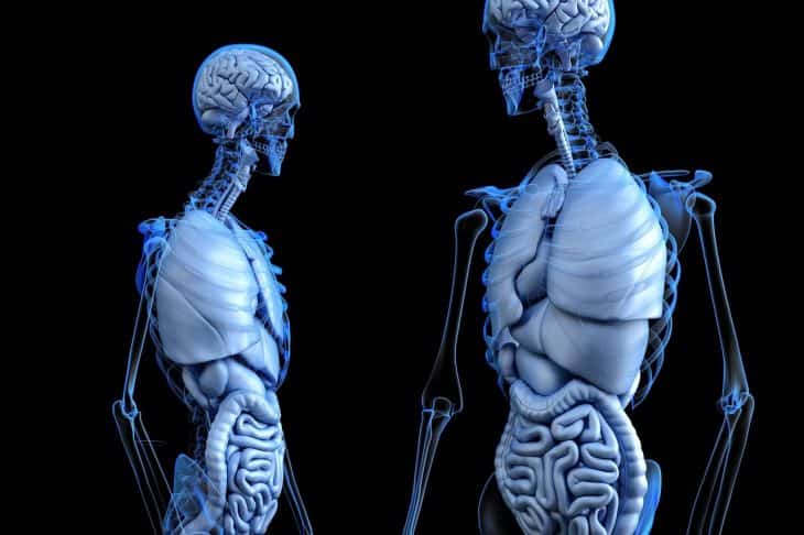 Curiosidades sobre o corpo humano
