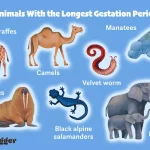 12 animais com período de gestação mais longo