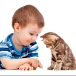 10 benefícios para a saúde de viver com gatos