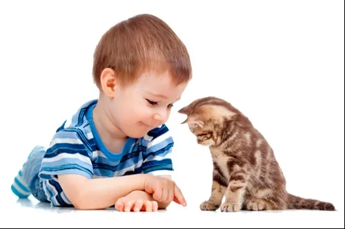 10 benefícios para a saúde de viver com gatos