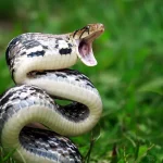 cobras mais venenosas do mundo