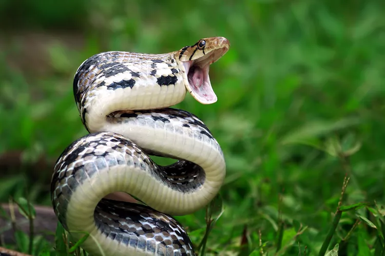 cobras mais venenosas do mundo