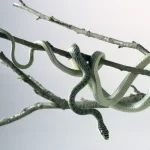 9 cobras mais bizarras do mundo