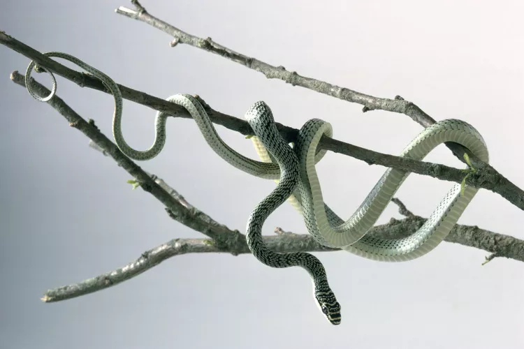9 cobras mais bizarras do mundo