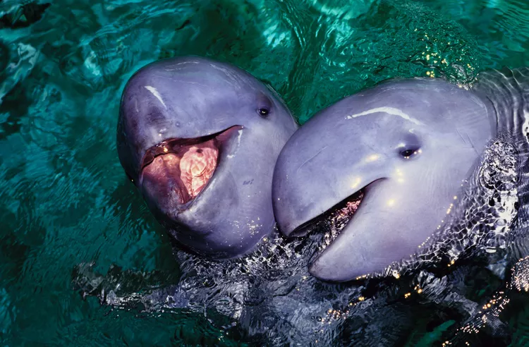 14 baleias, botos e golfinhos mais ameaçados de extinção