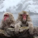 18 tipos extraordinários de macacos