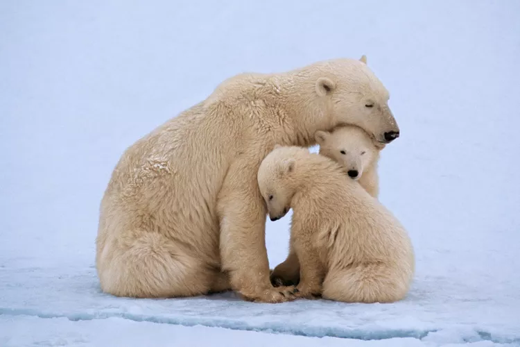 15 das mães que mais trabalham duro no reino animal